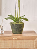 Pacific Lifestyle tall white faux orchid in moss pot, UK version