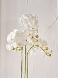 Pacific Lifestyle tall white faux orchid in moss pot, UK version