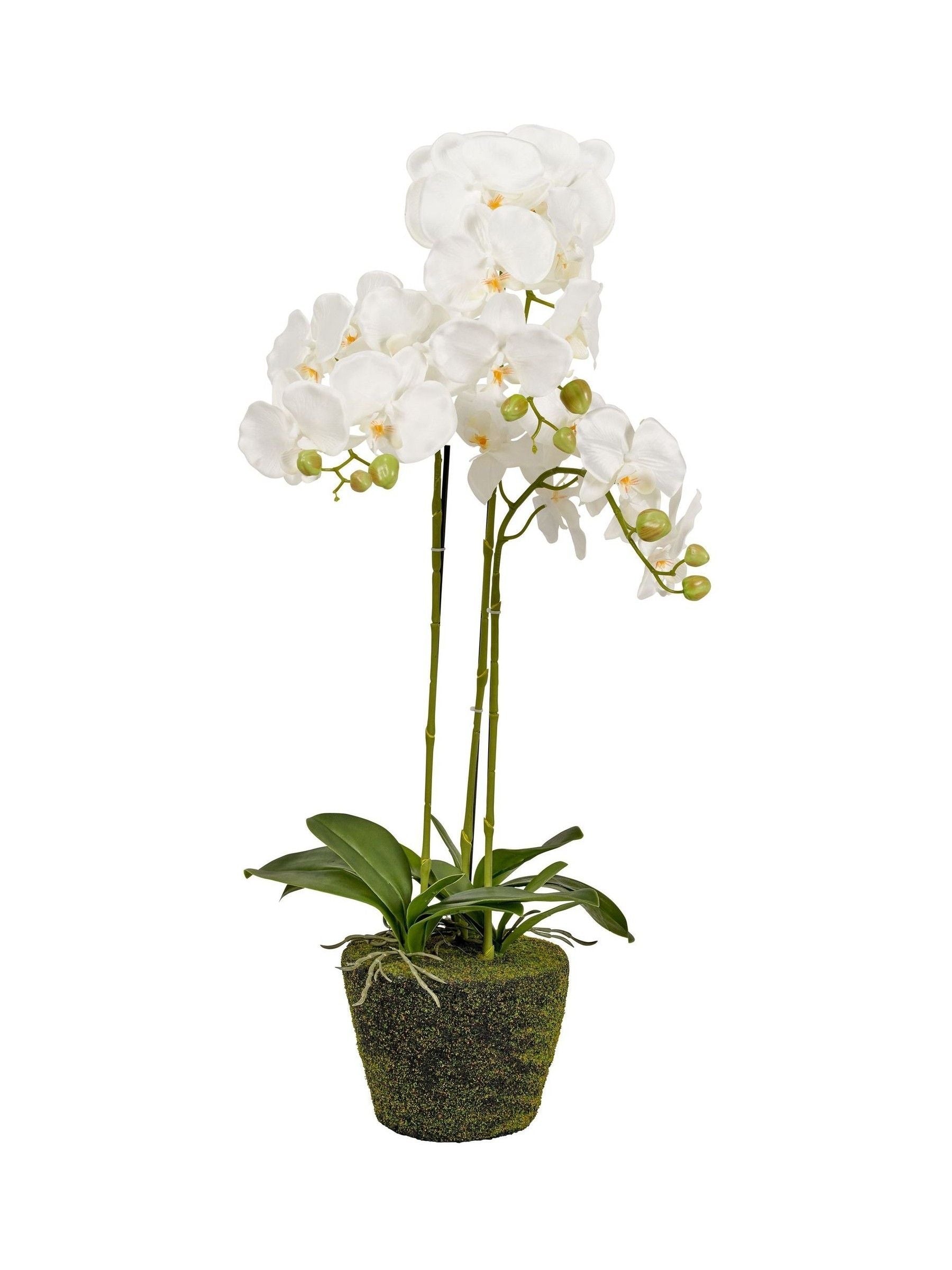 Pacific Lifestyle tall white faux orchid in moss pot, UK version
