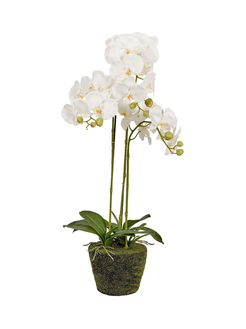 Pacific Lifestyle tall white faux orchid in moss pot, UK version