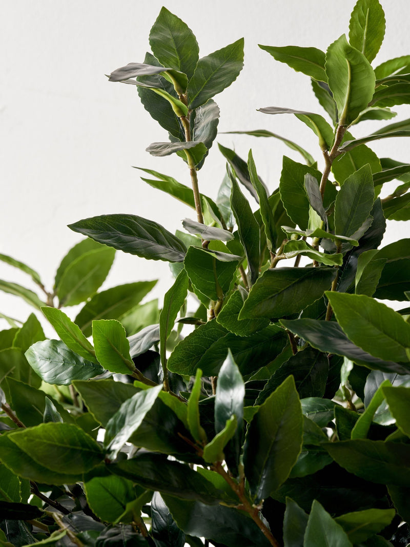 Pacific Lifestyle faux bay tree in pot - British product