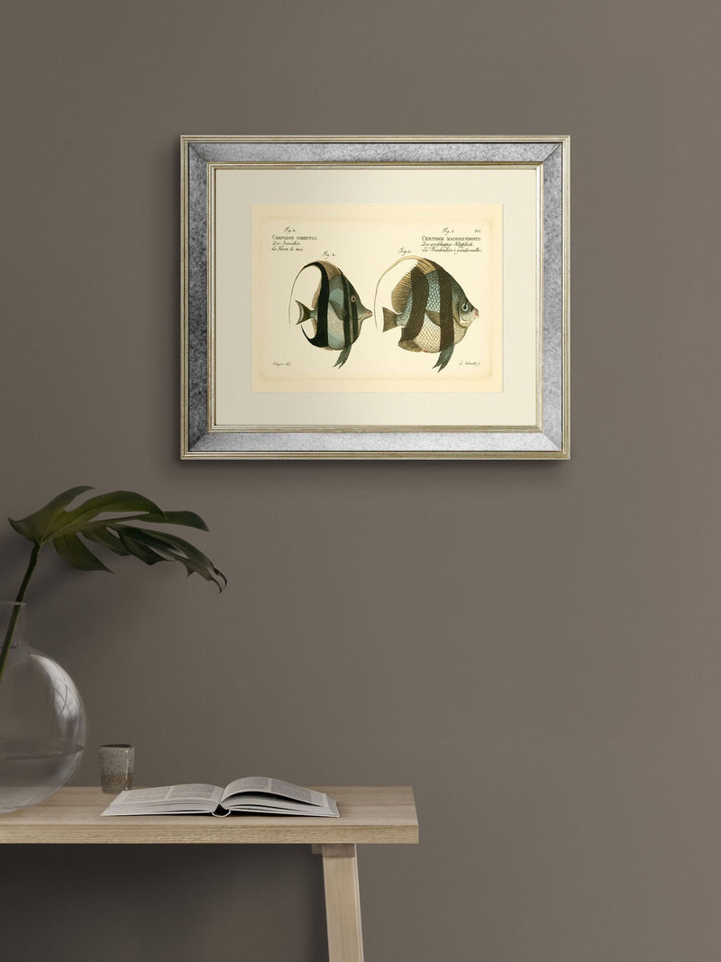 Brookpace Lascelles Bloch Antique Fish mirror in antique gold frame (British brand)