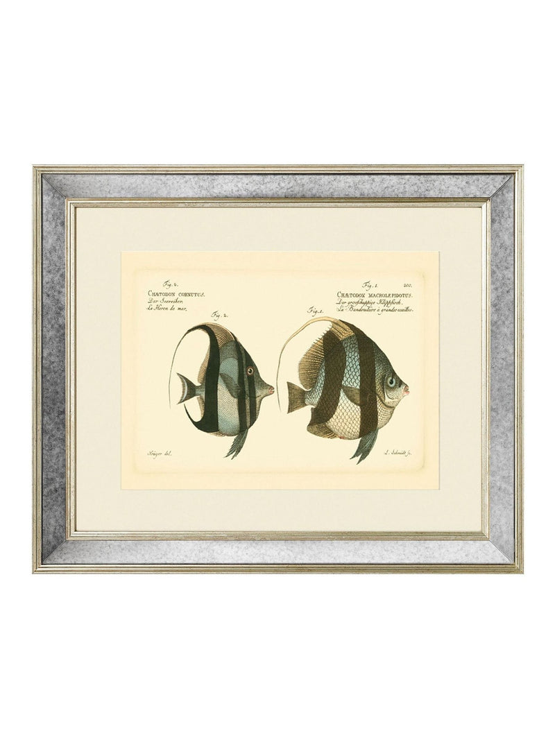 Brookpace Lascelles Bloch Antique Fish mirror in antique gold frame (British brand)