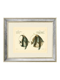 Brookpace Lascelles Bloch Antique Fish mirror in antique gold frame (British brand)