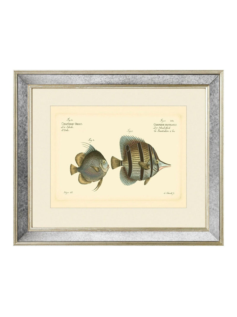 Brookpace antique fish mirror 40x50cm, UK version