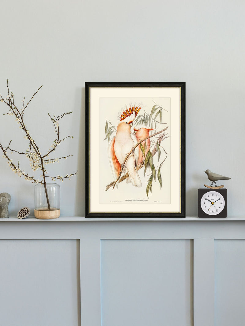 Brookpace Lascelles framed print Leadbeater's Cockatoo by Elizabeth Gould 40x50 cm, imported from the UK