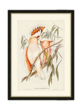 Brookpace Lascelles framed print Leadbeater's Cockatoo by Elizabeth Gould 40x50 cm, imported from the UK