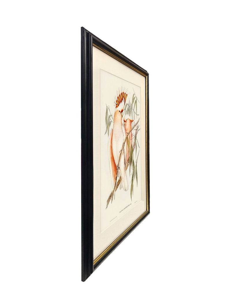 Brookpace Lascelles framed print Leadbeater's Cockatoo by Elizabeth Gould 40x50 cm, imported from the UK