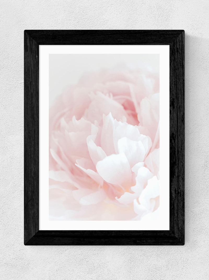 East End Prints Black Peony 05 wall art print - British product