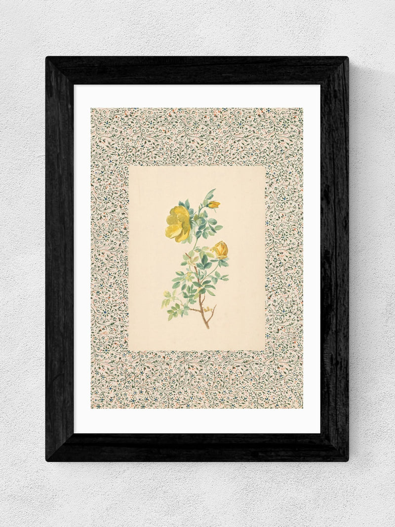 Oh Fine! Art white charming roses framed wall art print - British product