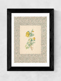 Oh Fine! Art white charming roses framed wall art print - British product