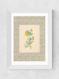 Oh Fine! Art white charming roses framed wall art print - British product