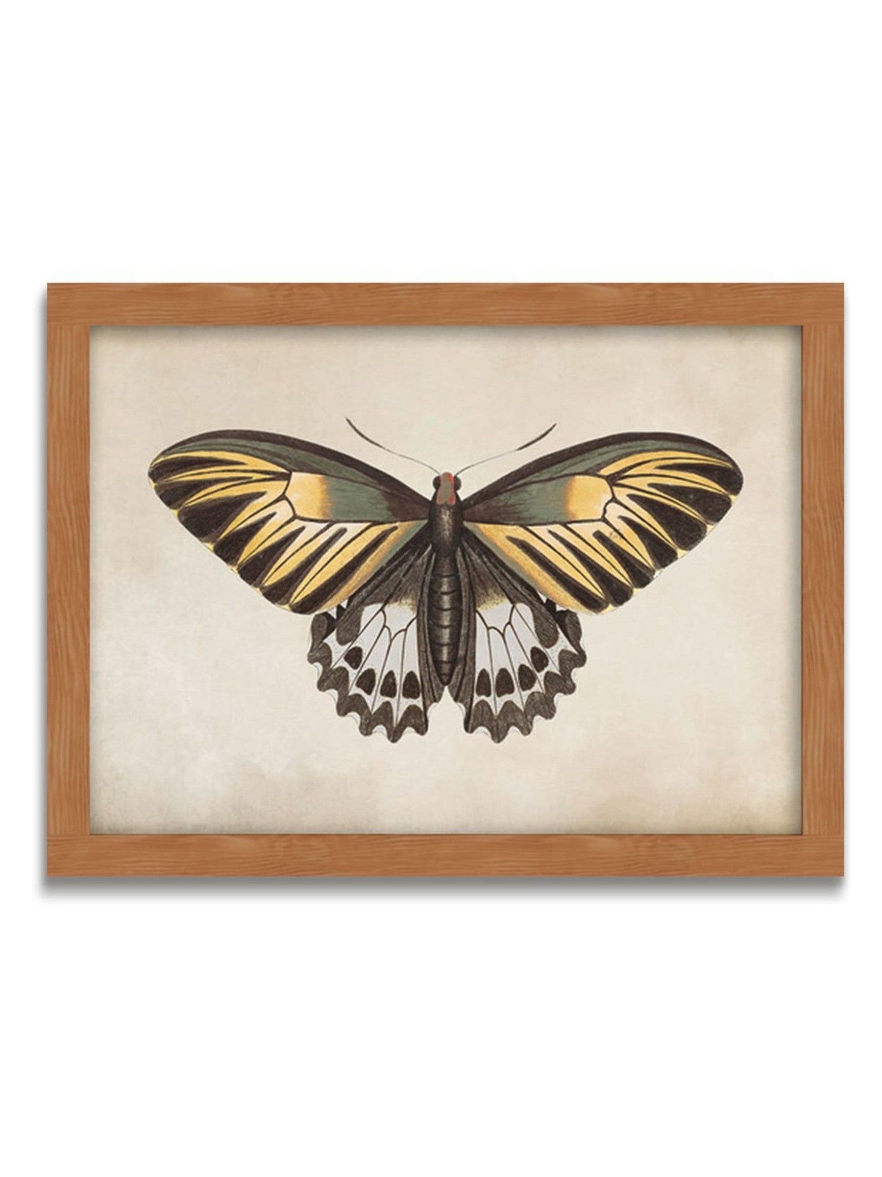 Graham & Brown Whimsical Wings butterfly framed art large (British brand)