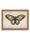Graham & Brown Whimsical Wings butterfly framed art large (British brand)
