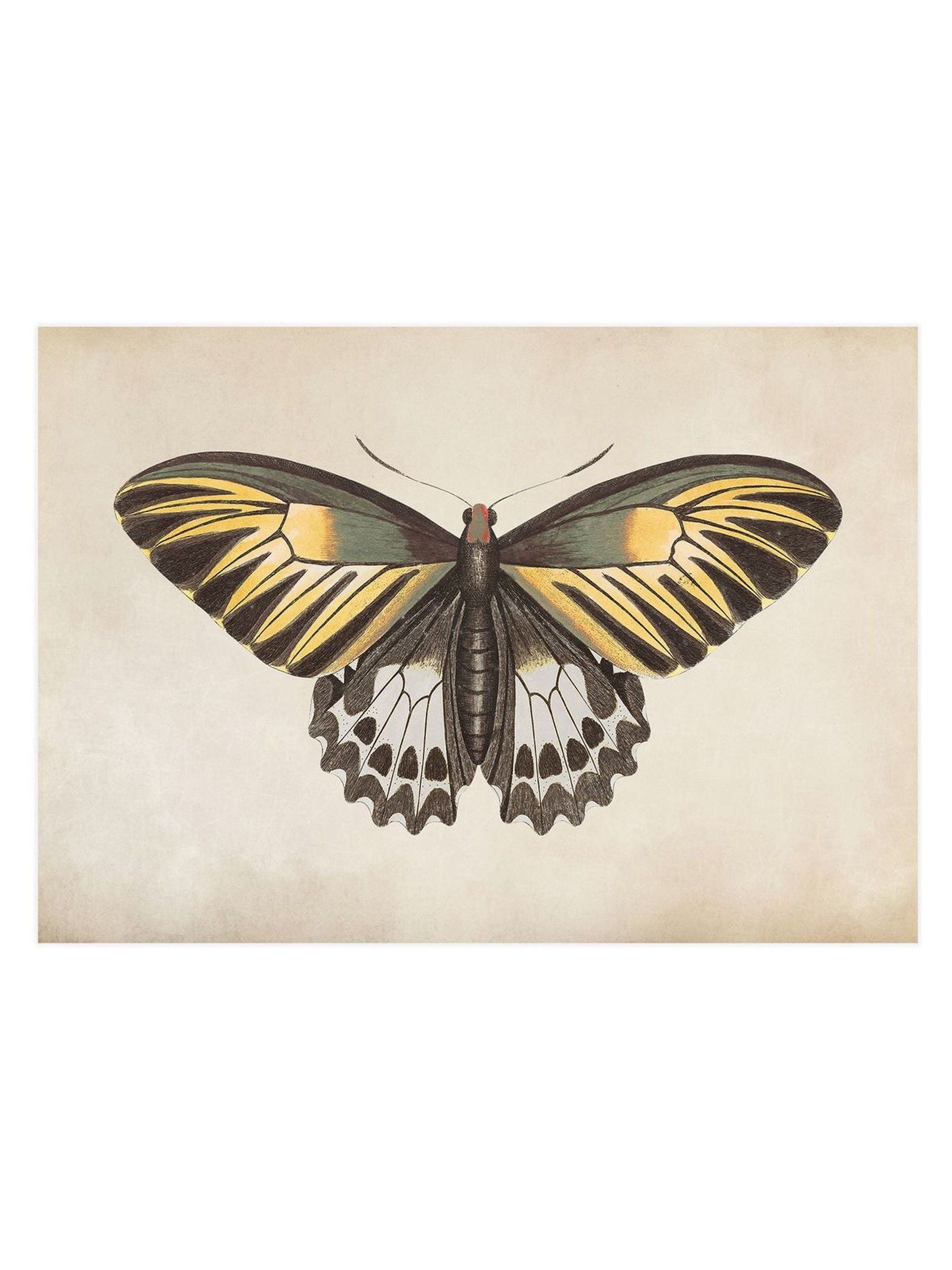 Graham & Brown Whimsical Wings butterfly framed art large (British brand)