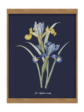 Graham & Brown Glasshouse Iris wood frame artwork (British brand)