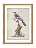 Graham & Brown Blue Perched Serenity framed art, UK version