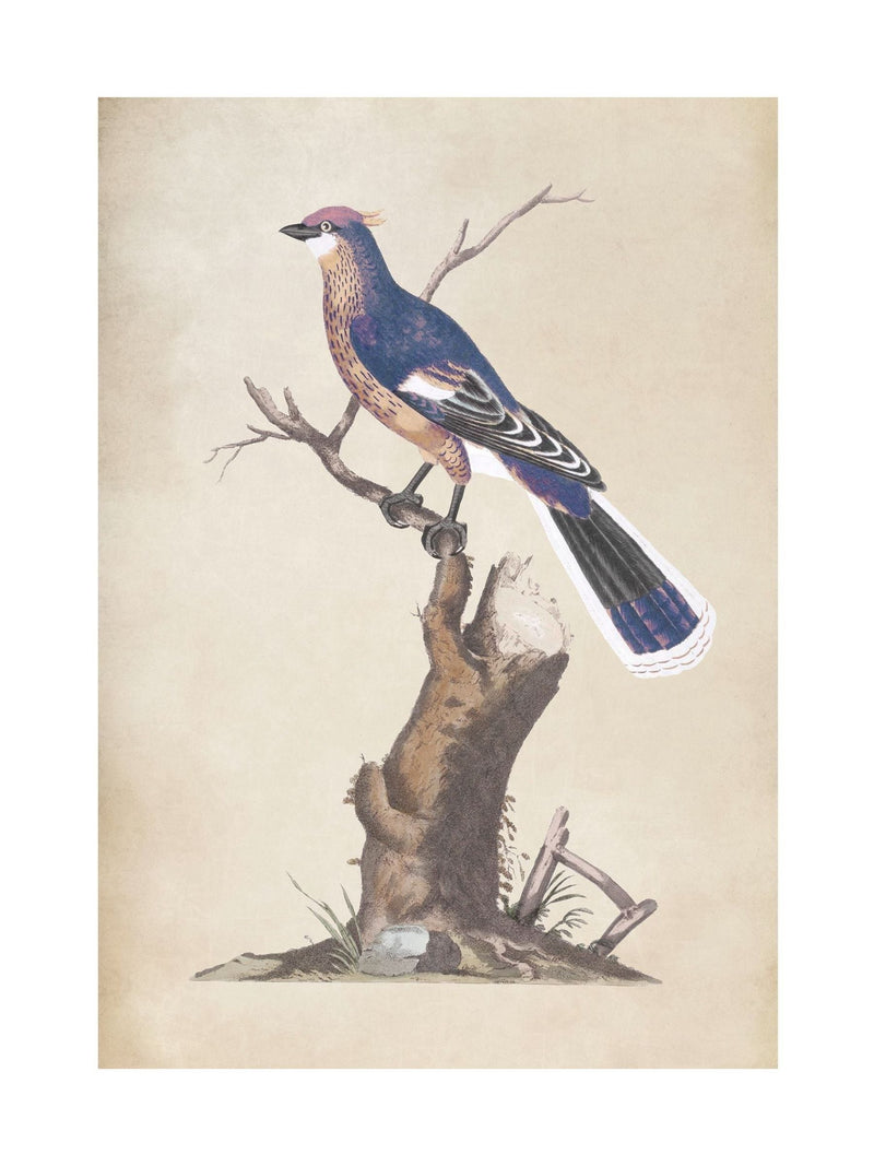 Graham & Brown Blue Perched Serenity framed art, UK version
