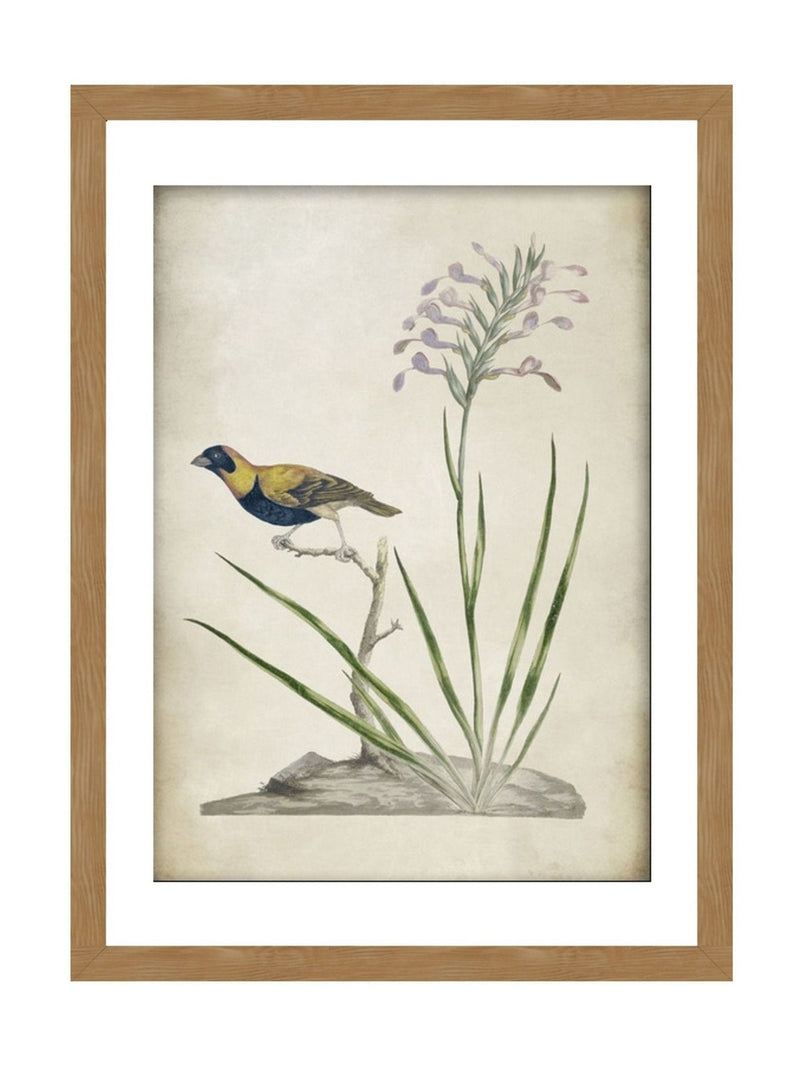 Graham & Brown multicolour Birds Rest wall art wood frame, UK version