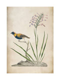 Graham & Brown Birds Rest wall art wood frame, UK version