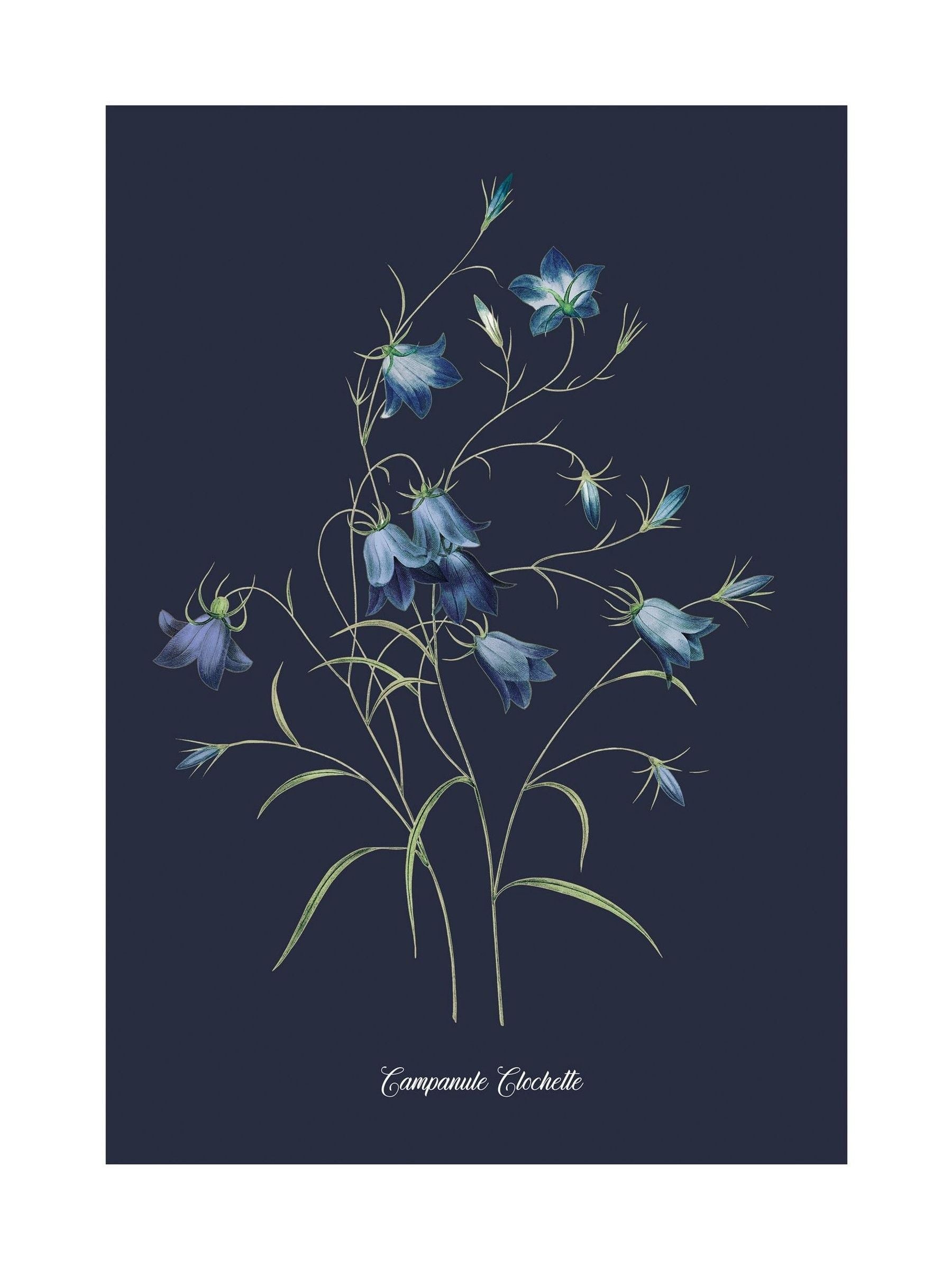 Graham & Brown Bluebell wood frame wall art - British product
