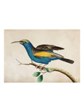 Graham & Brown Ready For Flight wood frame (British brand)