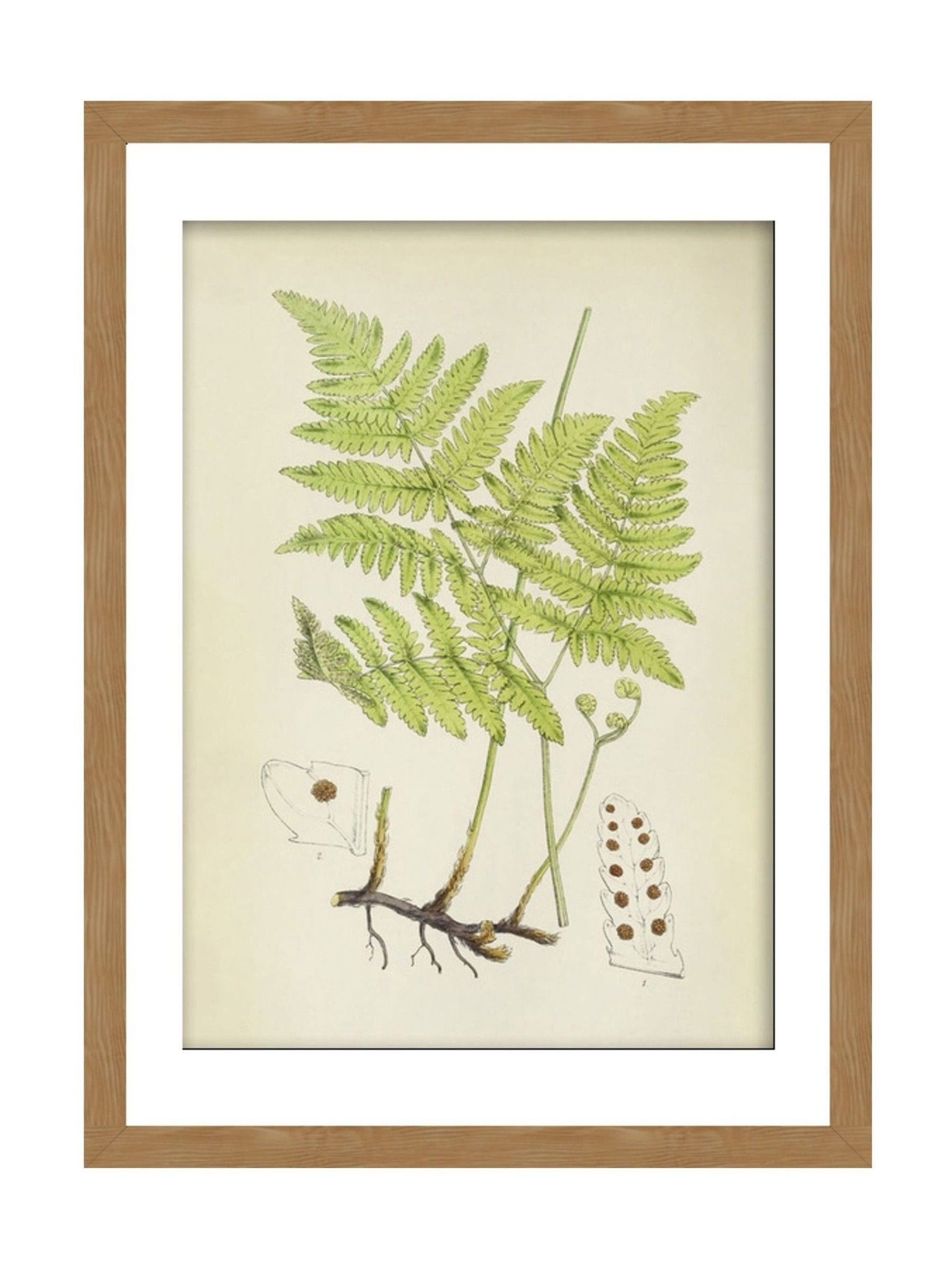 Graham & Brown Green Branching Life wood frame botanical art, UK version