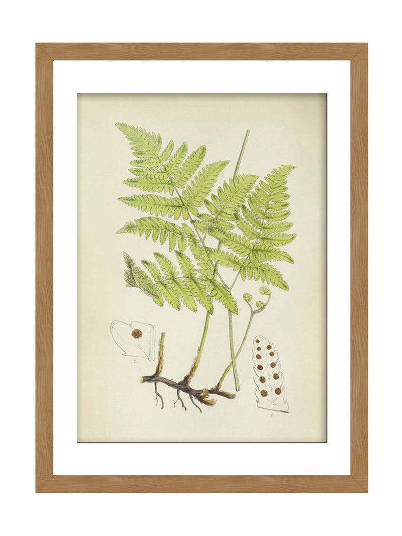 Graham & Brown Green Branching Life wood frame botanical art, UK version