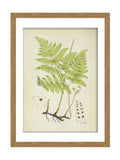 Graham & Brown Green Branching Life wood frame botanical art, UK version