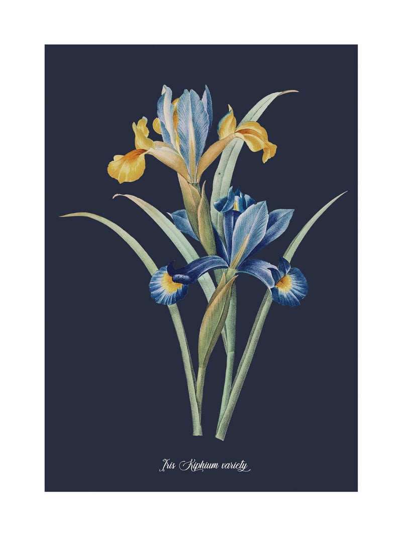 Graham & Brown Glasshouse Iris wall art - British product