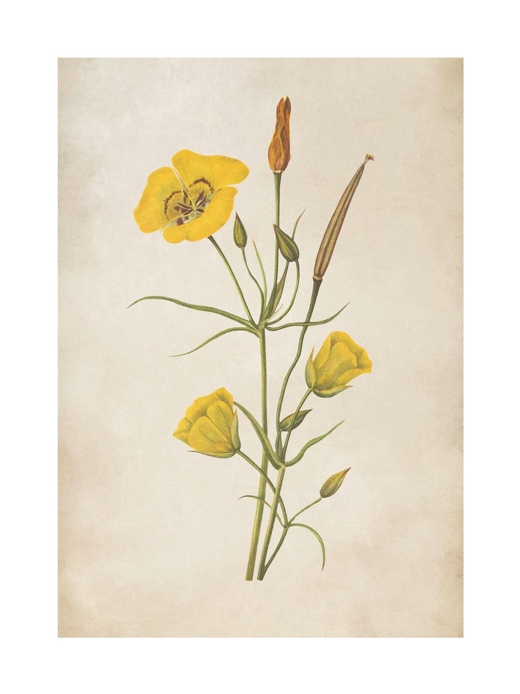 Graham & Brown framed wall art yellow wildflower - British product