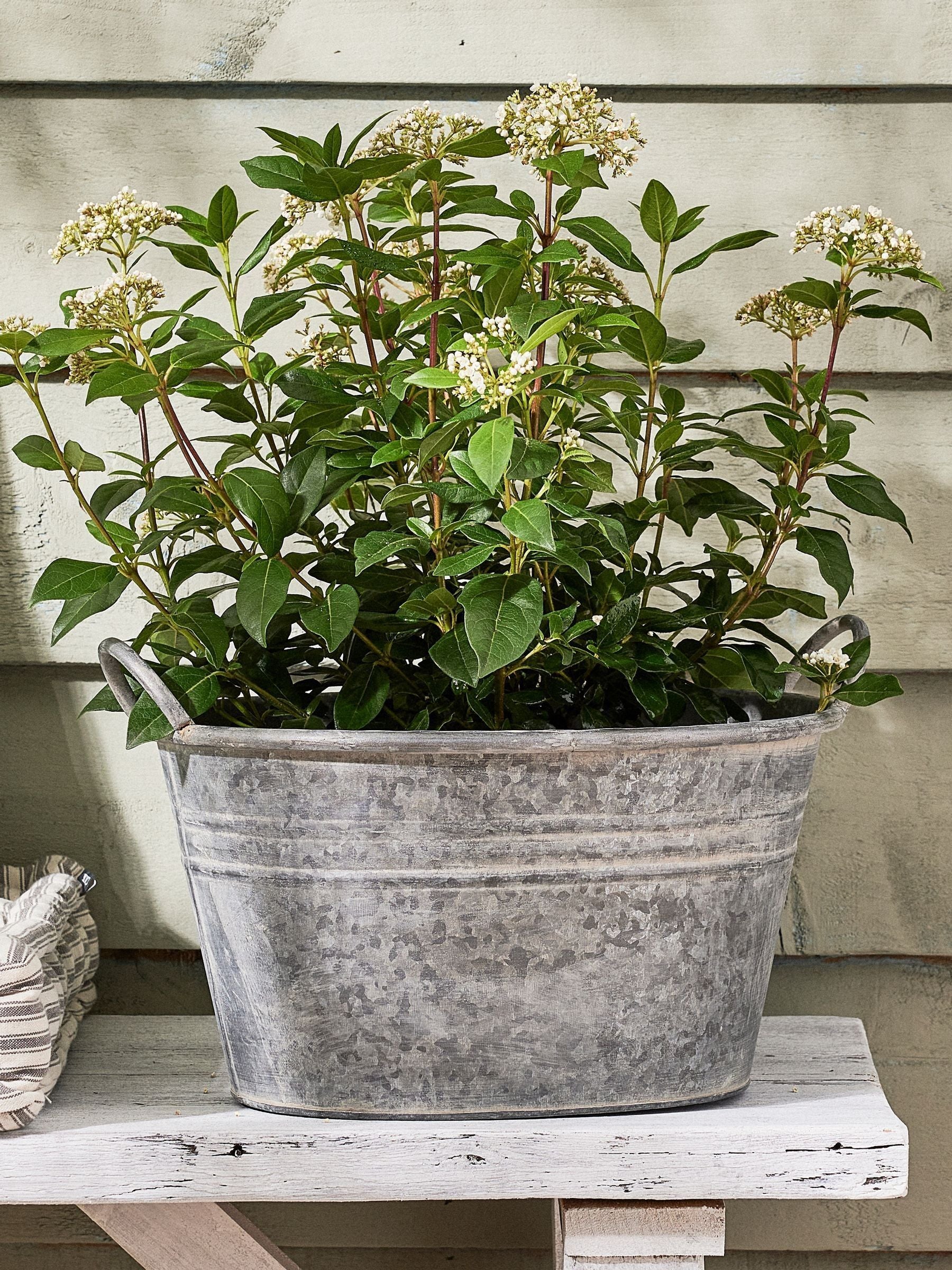 Dibor silver galvanised tub planter medium, imported from the UK