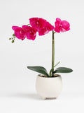 Scottish Everlastings Ltd artificial pink orchid 40cm - British product