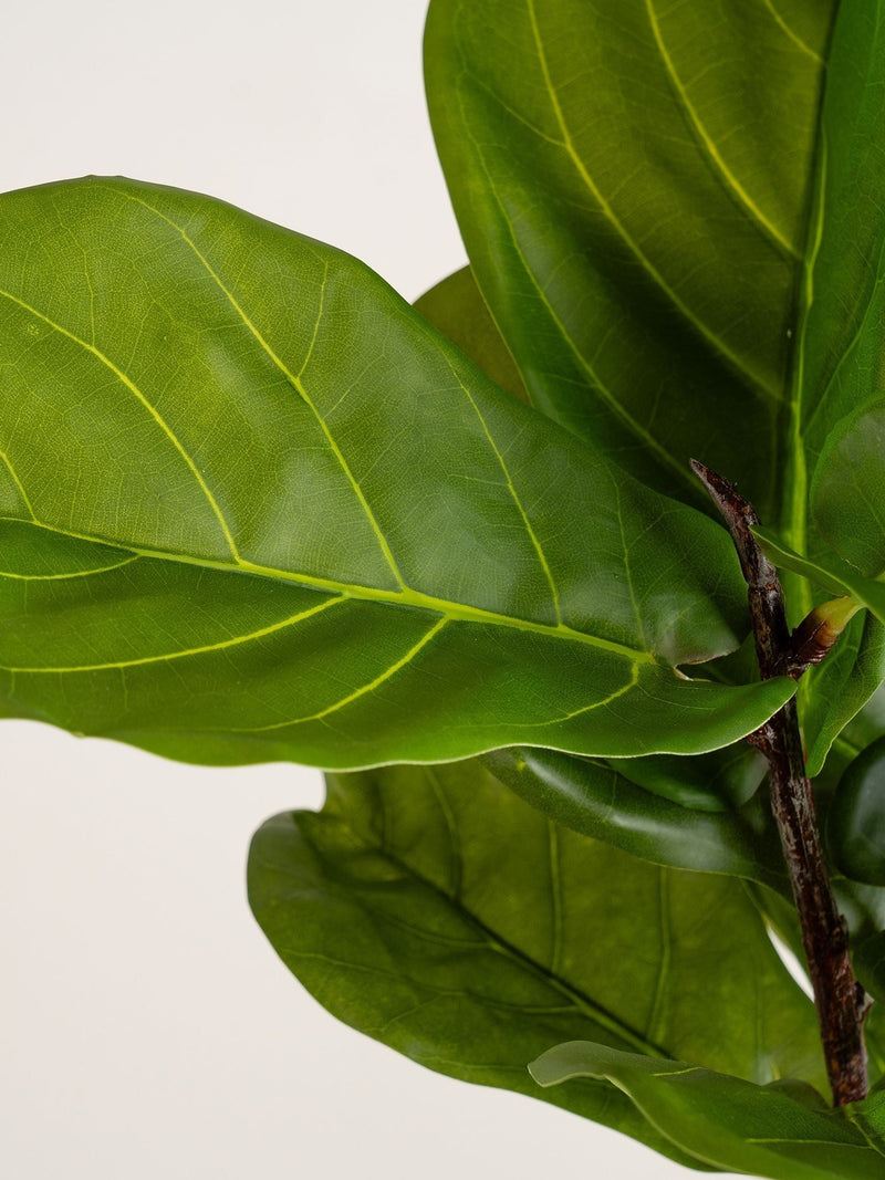 Scottish Everlastings artificial fiddleleaf fig tree 75cm in chunky pot (British brand)