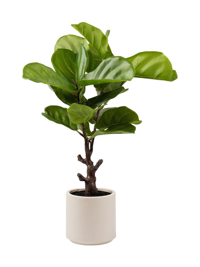 Scottish Everlastings artificial fiddleleaf fig tree 75cm in chunky pot (British brand)