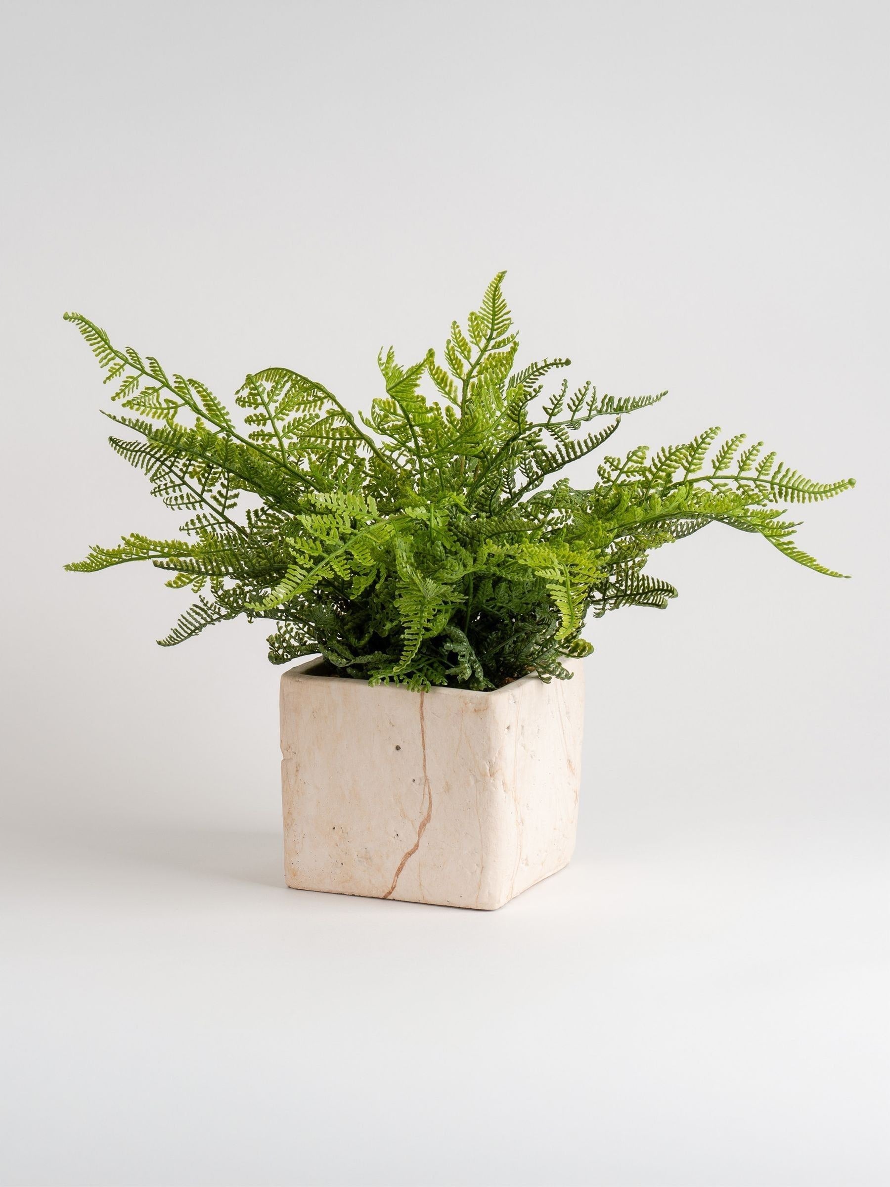 Scottish Everlastings artificial fern in travertine pot, imported from the UK