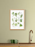 East End Prints Oak All the Herbs Wall Art Print by Natalie Cass