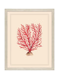 Brookpace Lascelles red and white coral wall art frame 55x45cm - British product