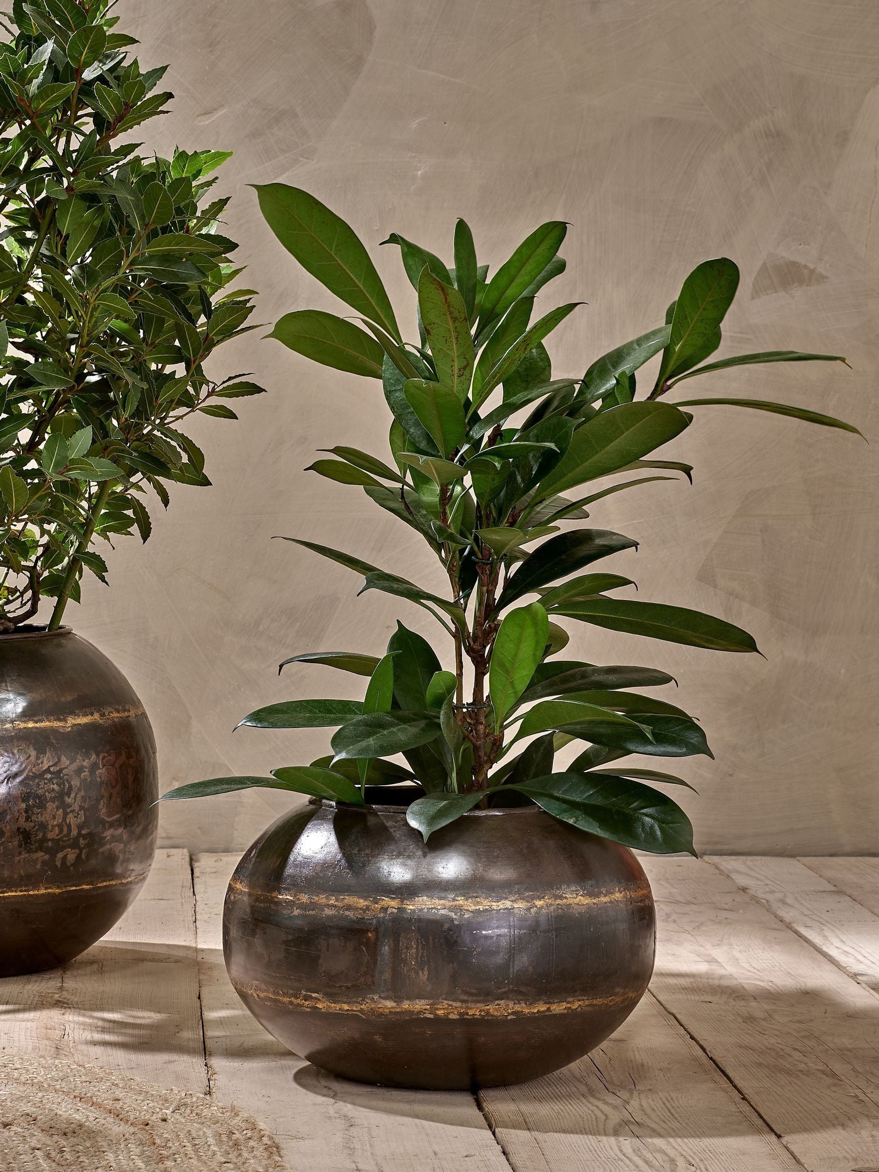 Nkuku aged black Endo iron hanging planter (British brand)
