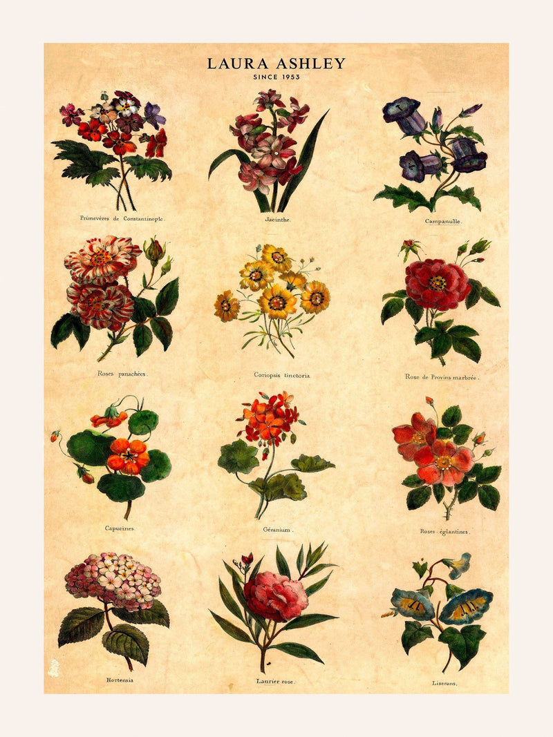 Laura Ashley medium botanical wall art frame (British brand)