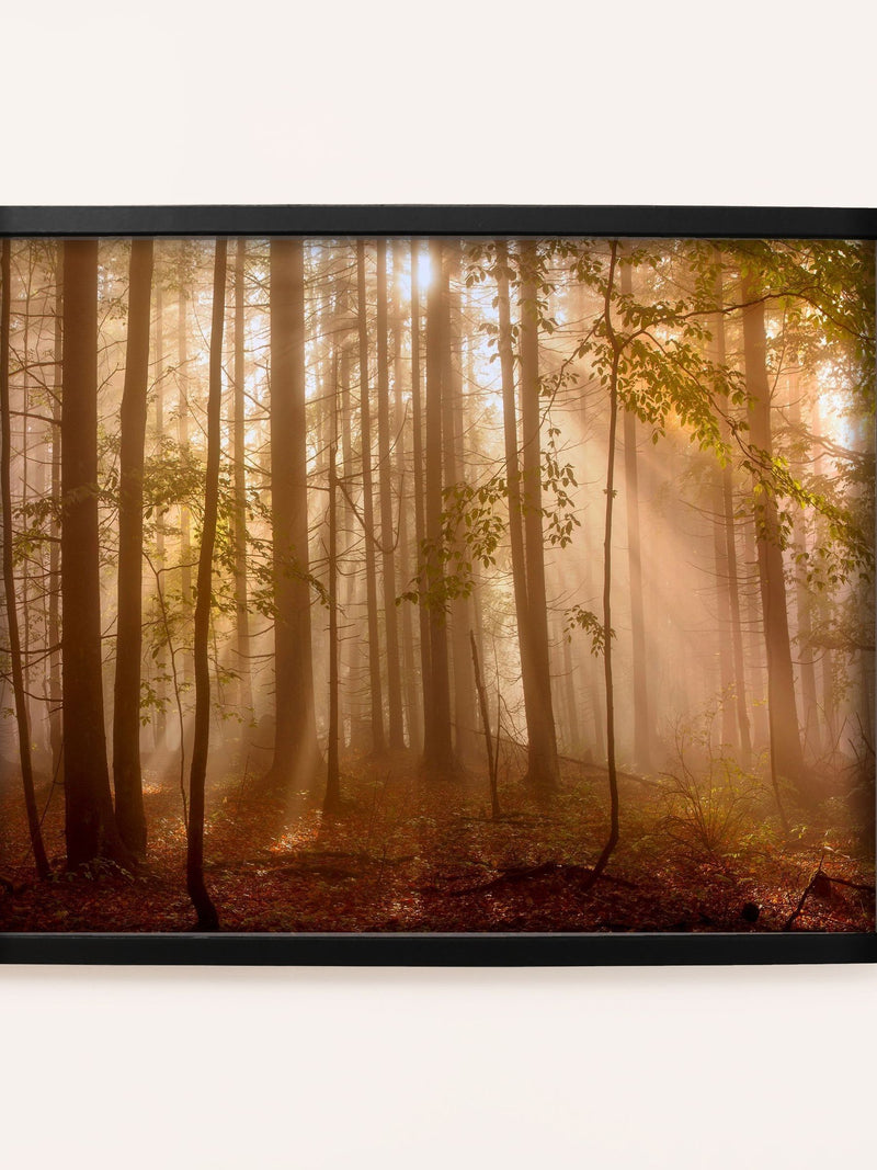 Laura Ashley Brown Sunlit Trees Small Wall Art Frame