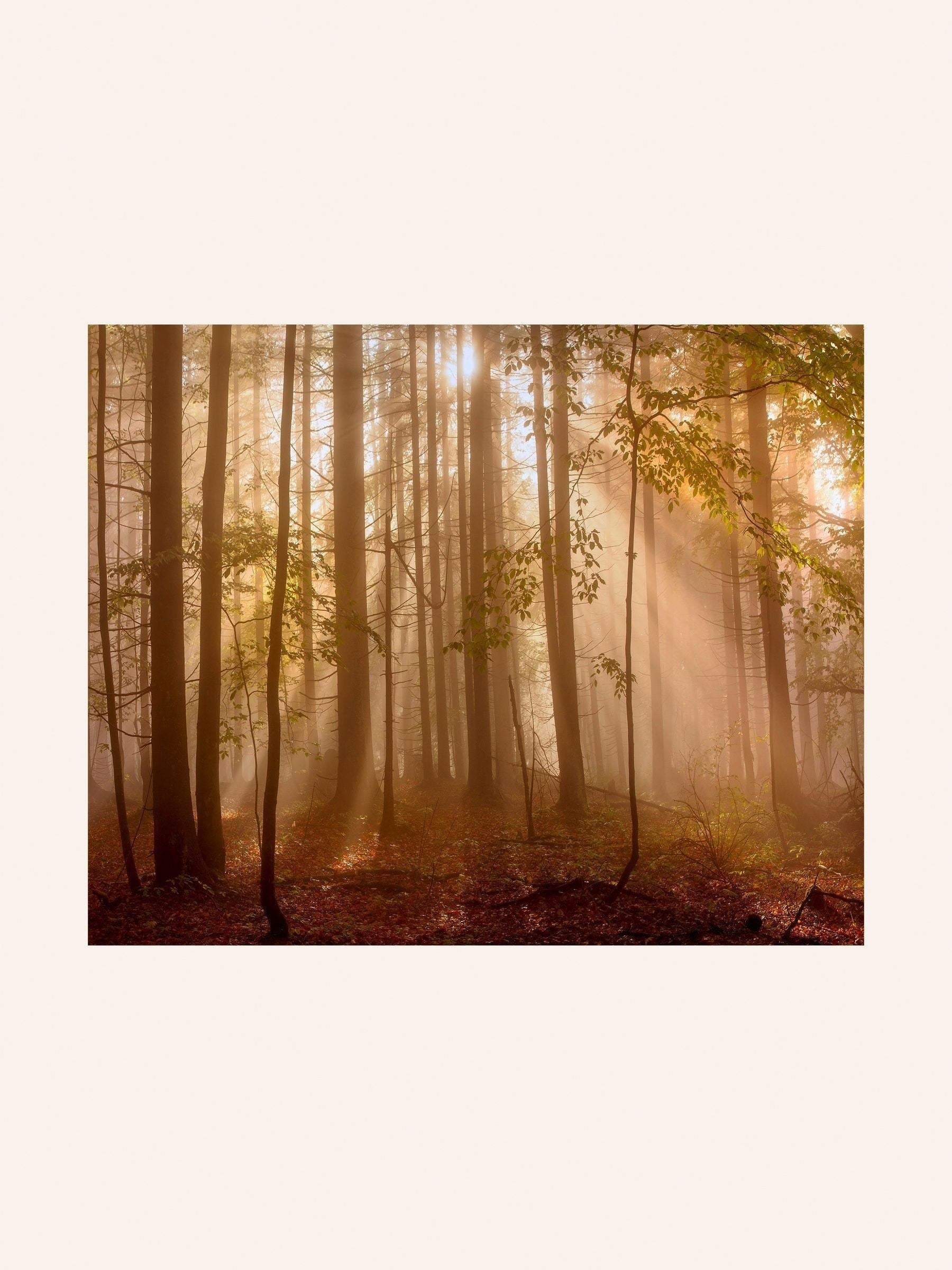 Laura Ashley Brown Sunlit Trees Small Wall Art Frame