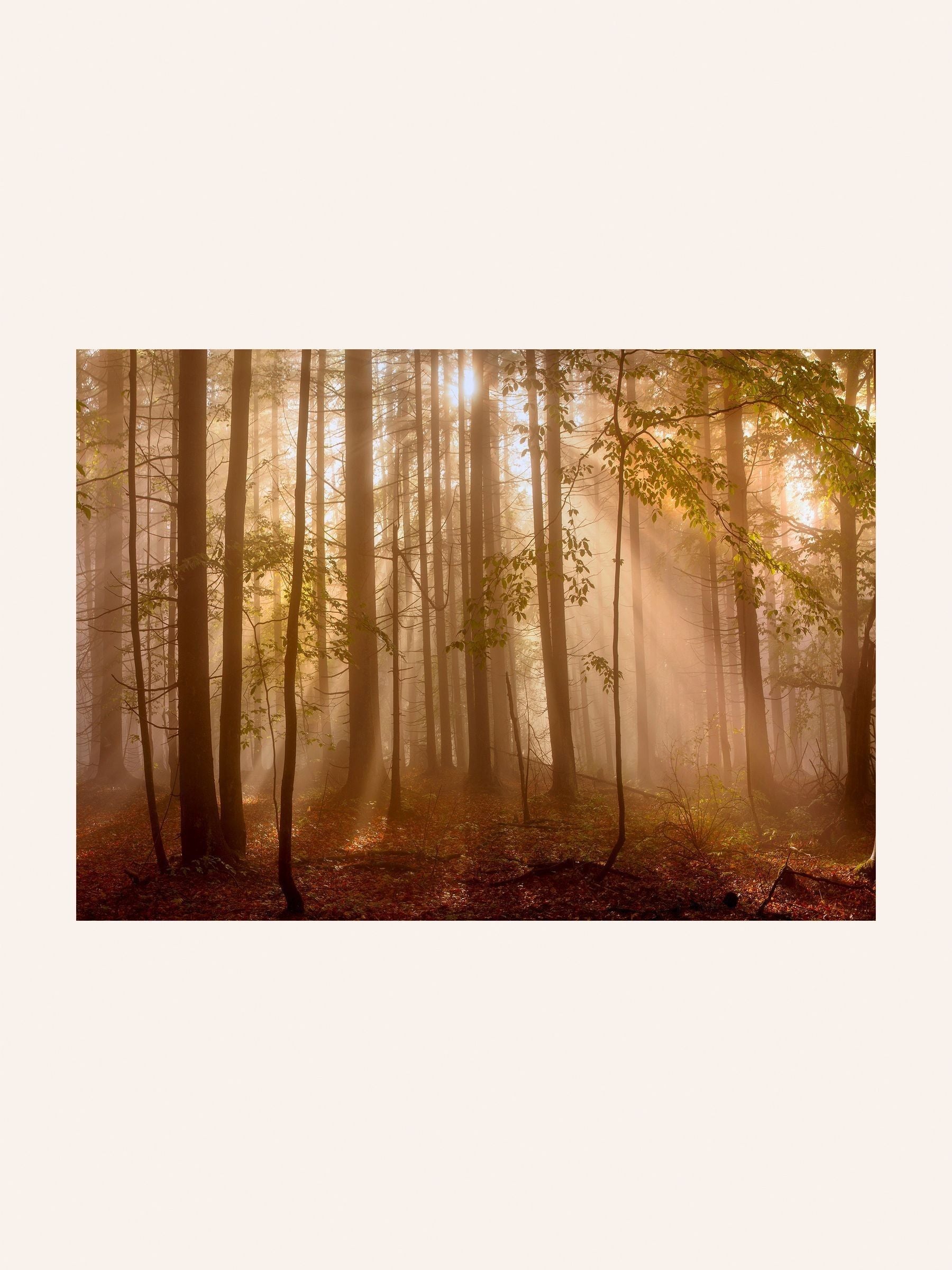 Laura Ashley Brown Sunlit Trees Medium Wall Art Frame