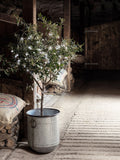 Lights4fun outdoor fairy lights 200 LED clear cable - British product