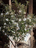 Lights4fun outdoor fairy lights 200 LED clear cable - British product