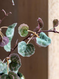 Gallery Home green artificial twig foliages 6 stems, UK version