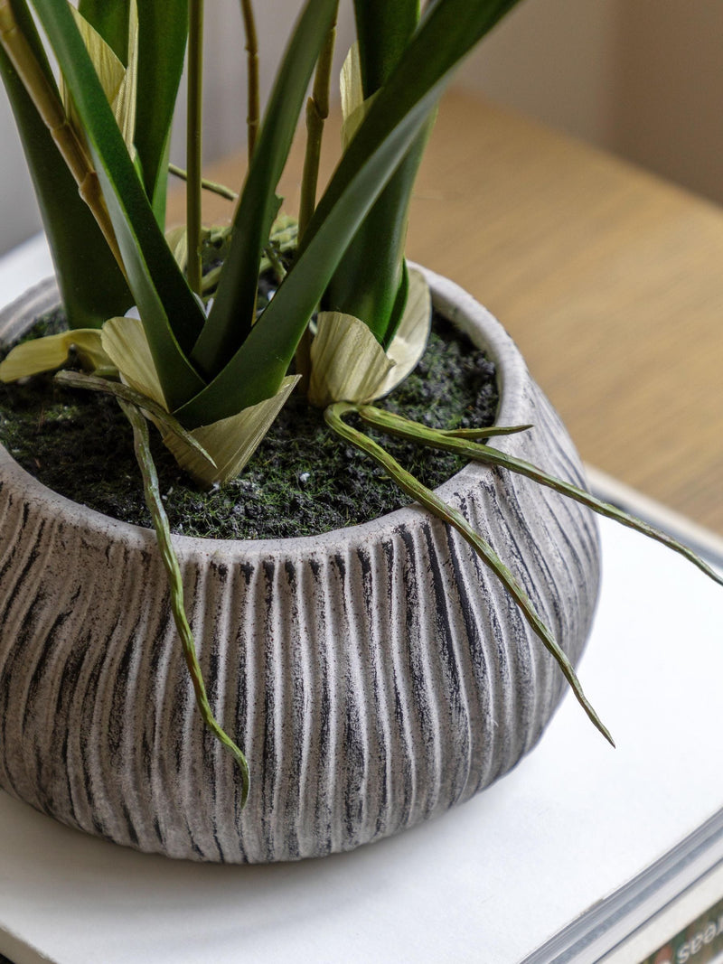 Gallery Home white faux orchid in ceramic pot, UK version