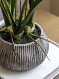 Gallery Home white faux orchid in ceramic pot, UK version