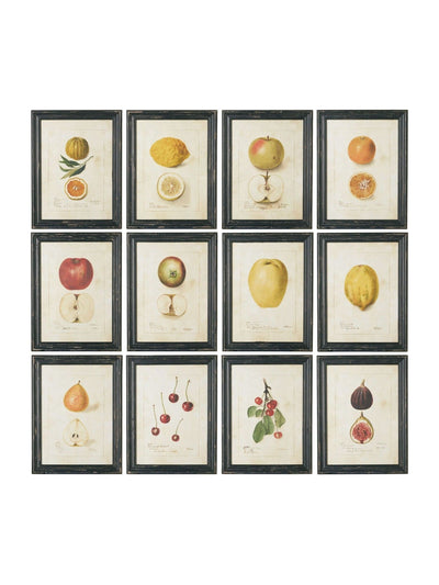 Next Oka Set of 12 Cream Anatomical Fruit Framed Prints- Buy online at McGrocer