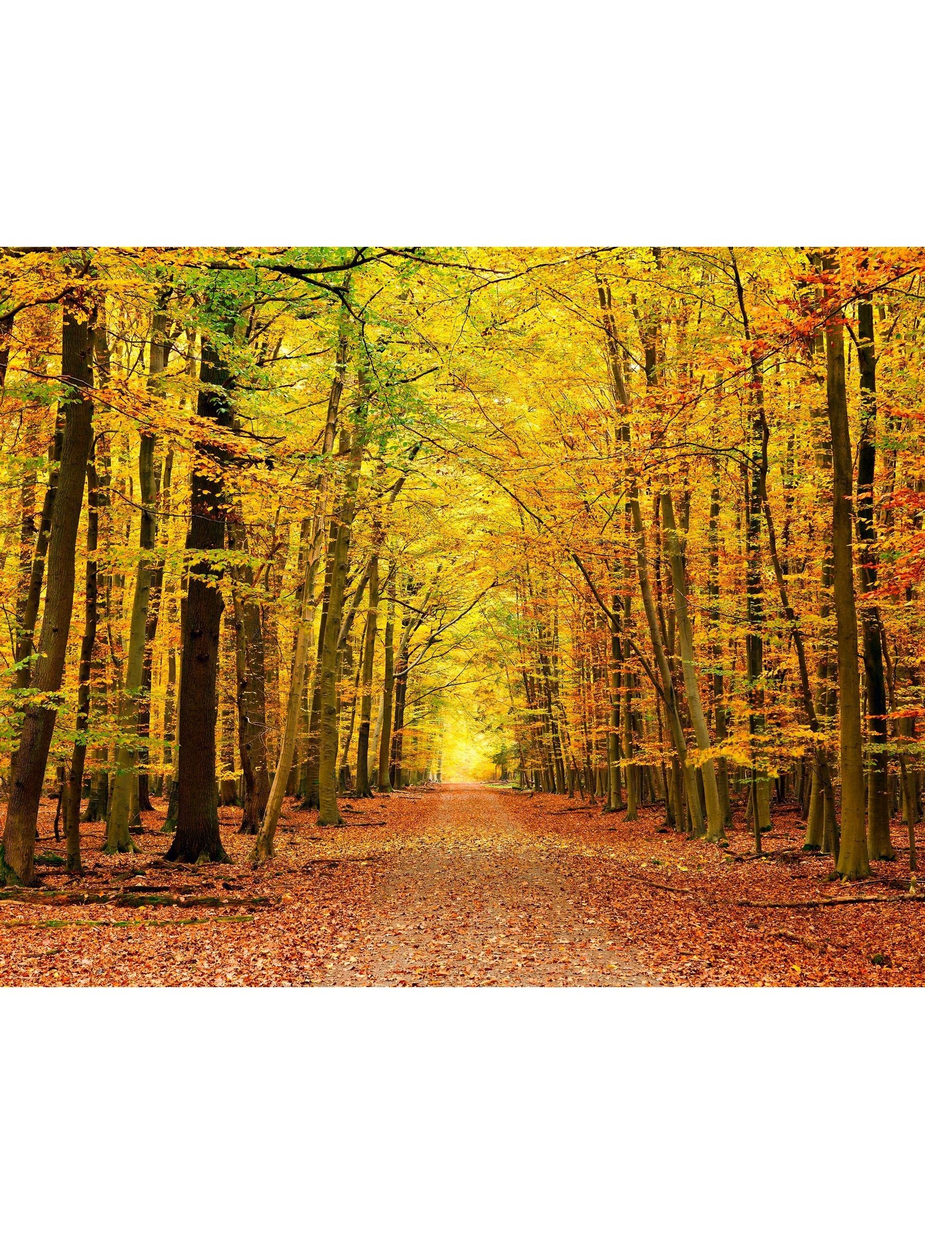 Origin Murals Autumn Forest wallpaper mural sample A3, UK version